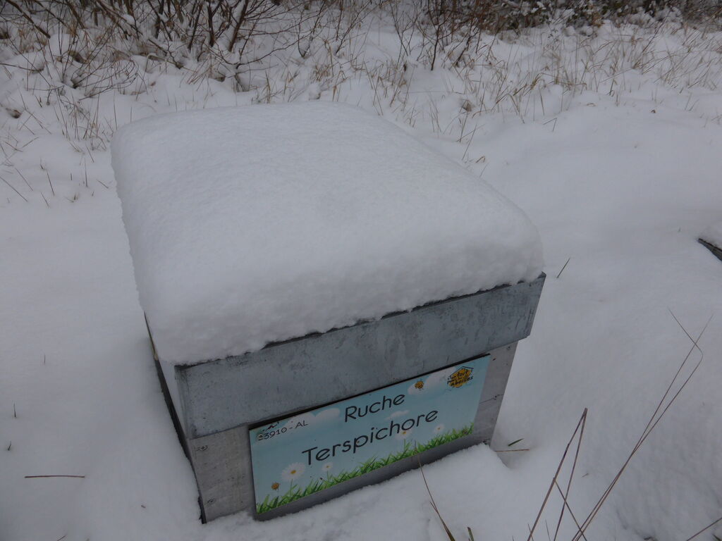 La ruche Terspichore