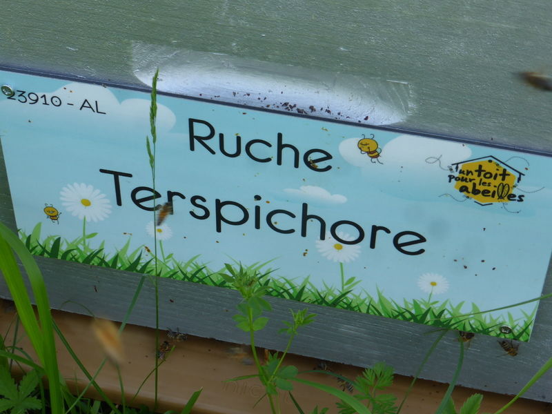 La ruche Terspichore