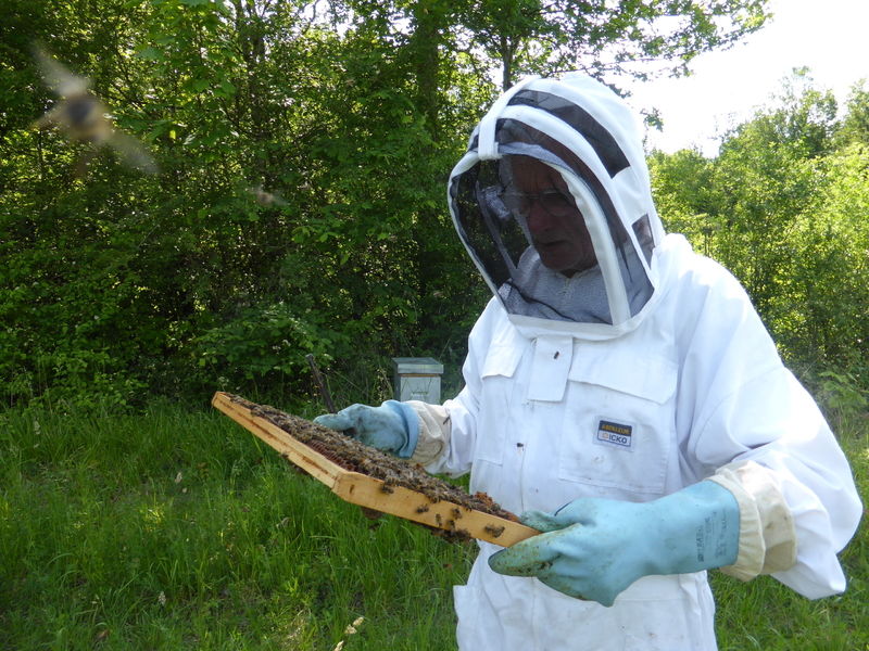 La ruche Terspichore