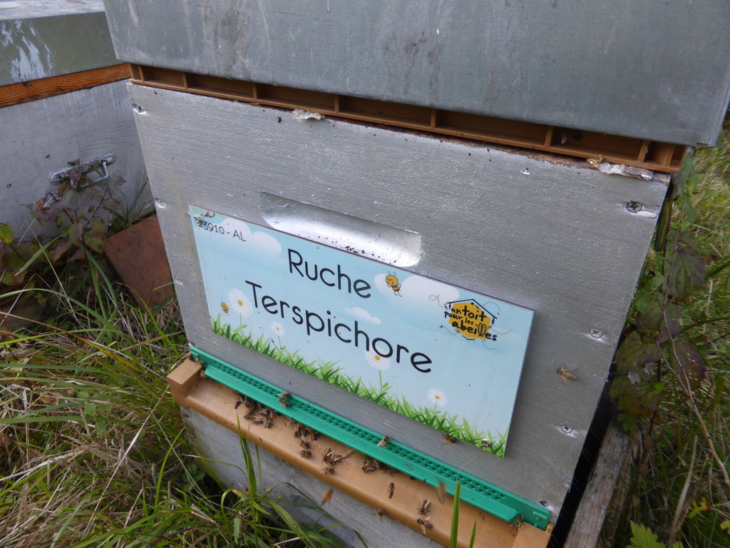 La ruche Terspichore