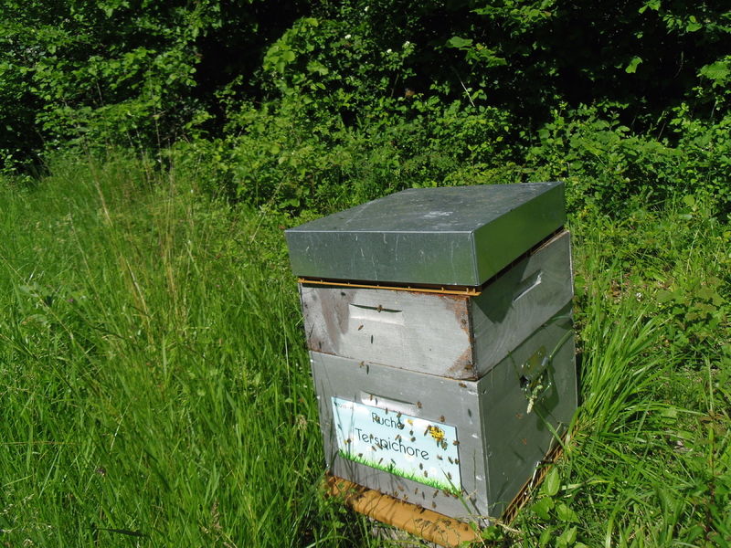 La ruche Terspichore