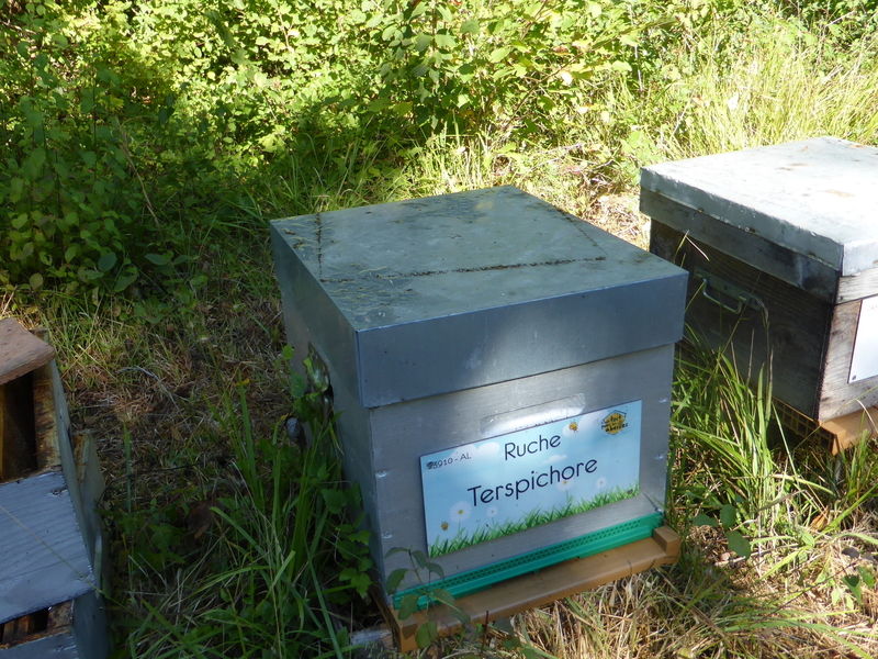 La ruche Terspichore