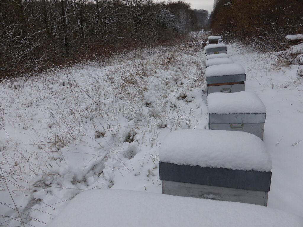 La ruche Terspichore