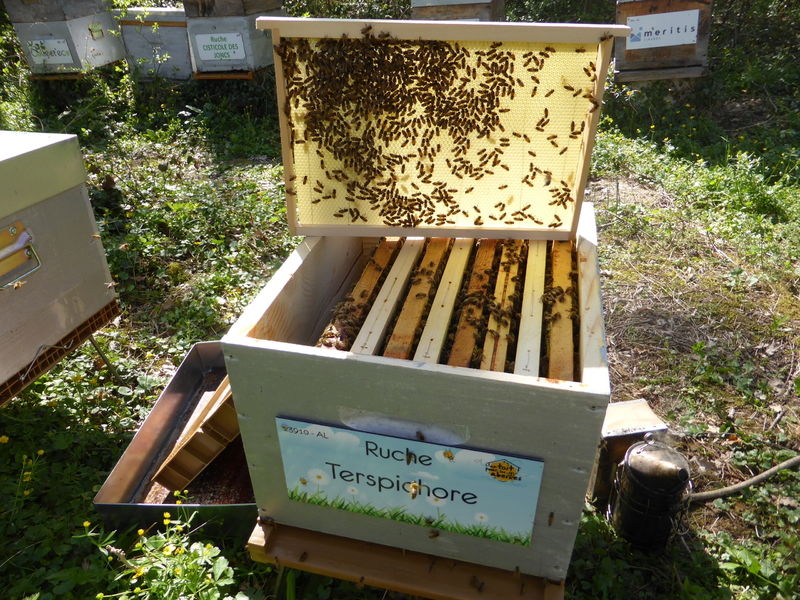 La ruche Terspichore
