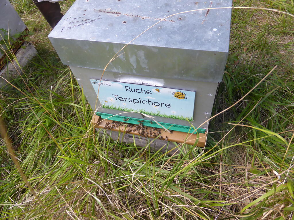 La ruche Terspichore