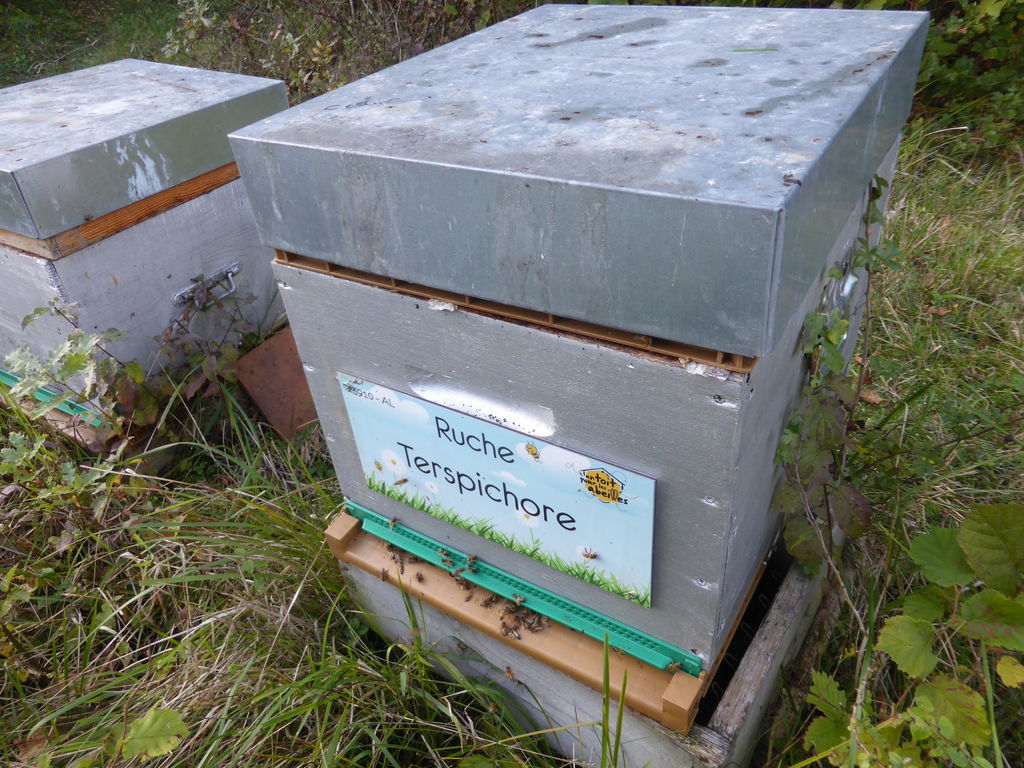 La ruche Terspichore