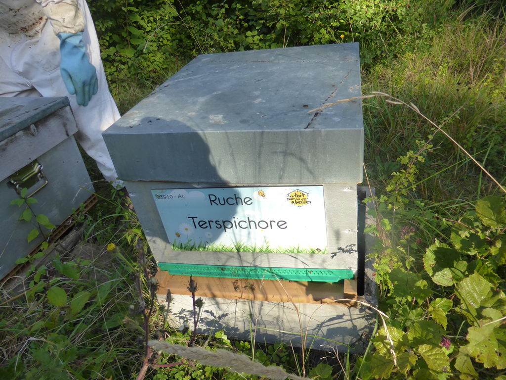 La ruche Terspichore