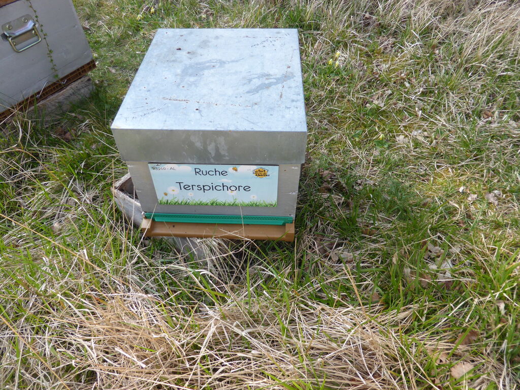 La ruche Terspichore