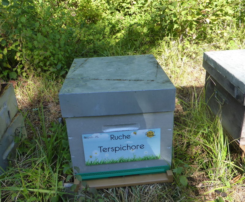 La ruche Terspichore