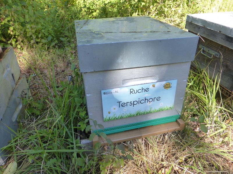 La ruche Terspichore