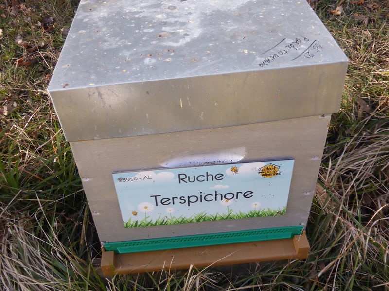 La ruche Terspichore