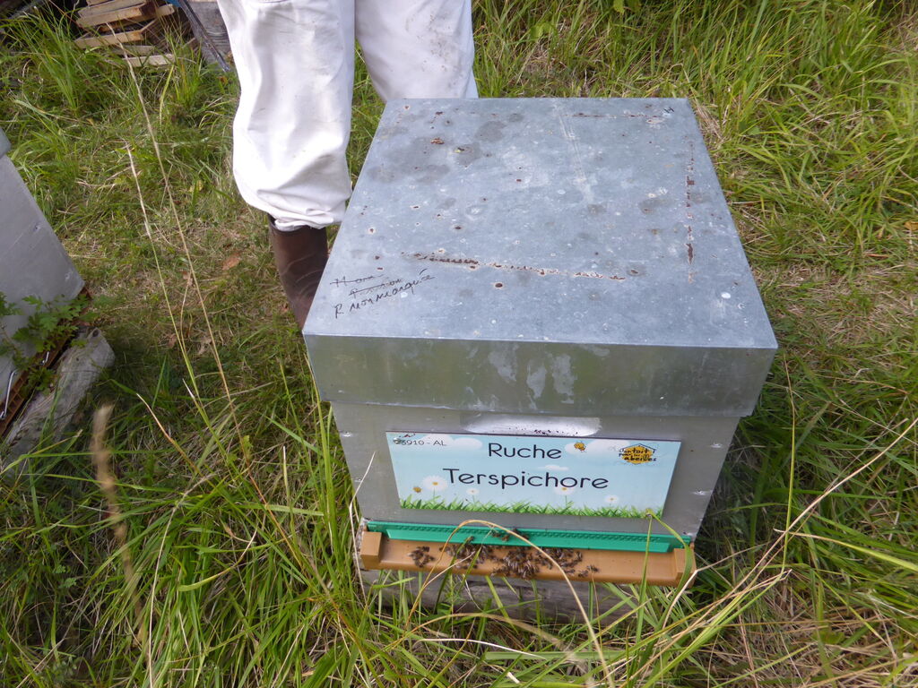 La ruche Terspichore