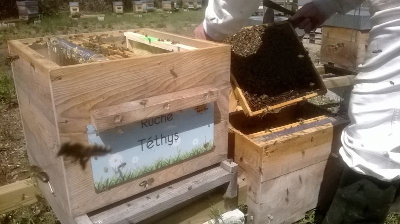 La ruche Téthys
