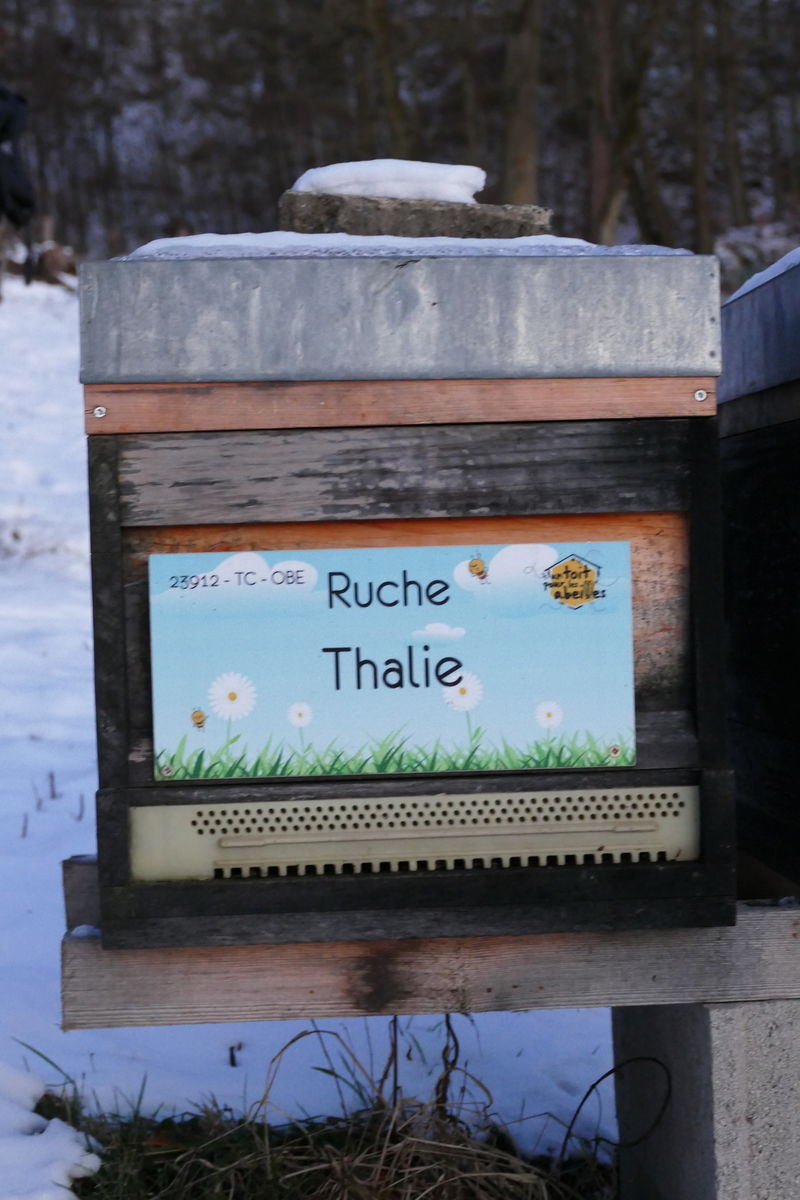 La ruche Thalie