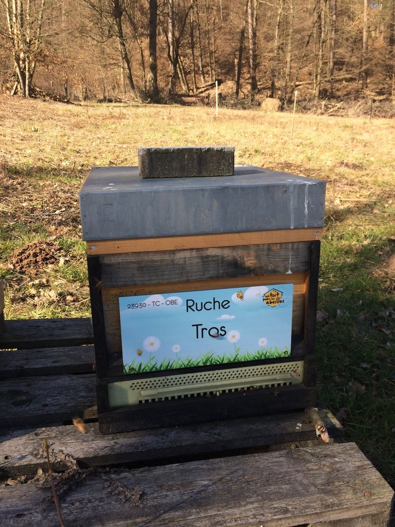 La ruche Thalie