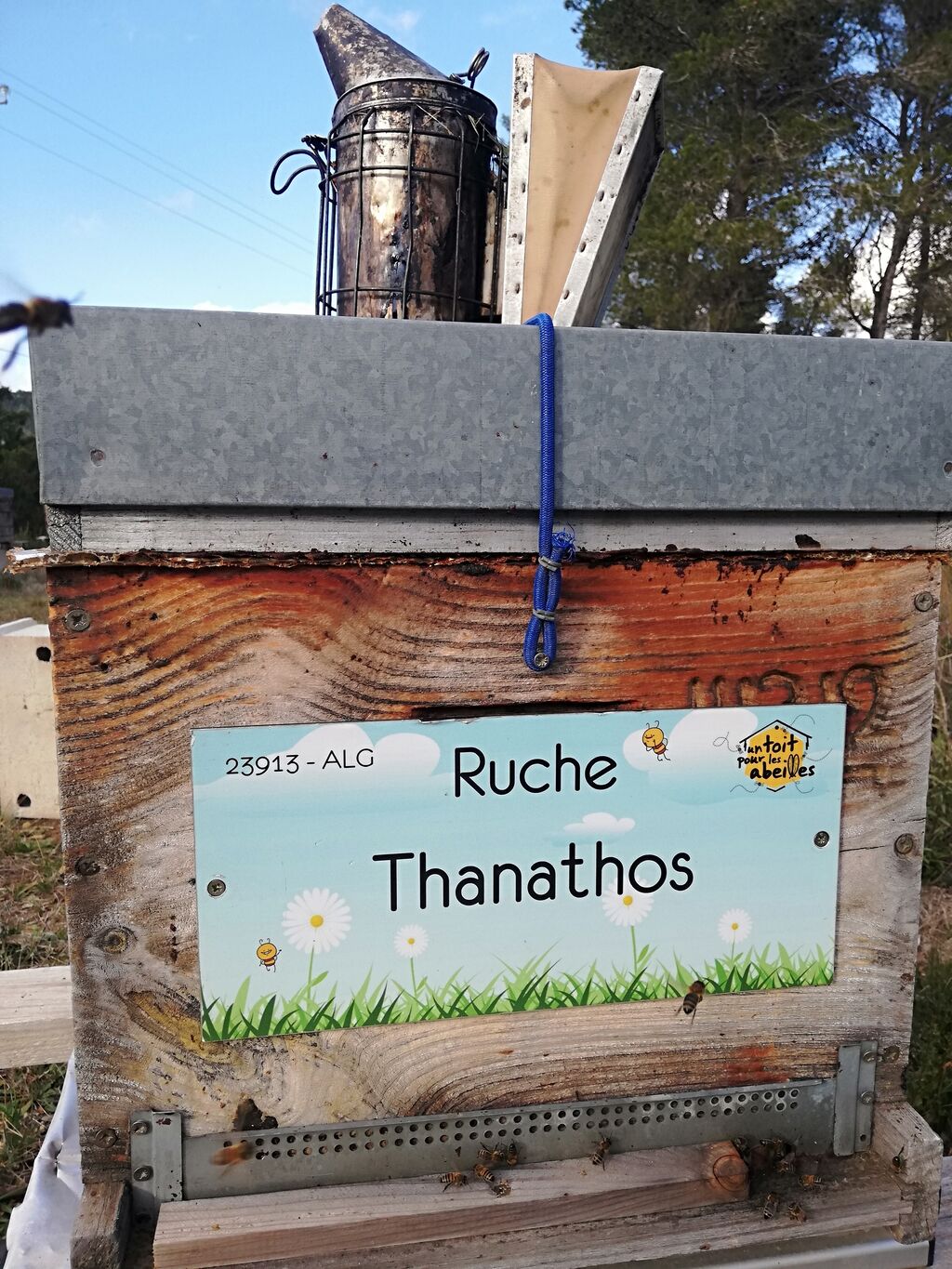 La ruche Thanathos
