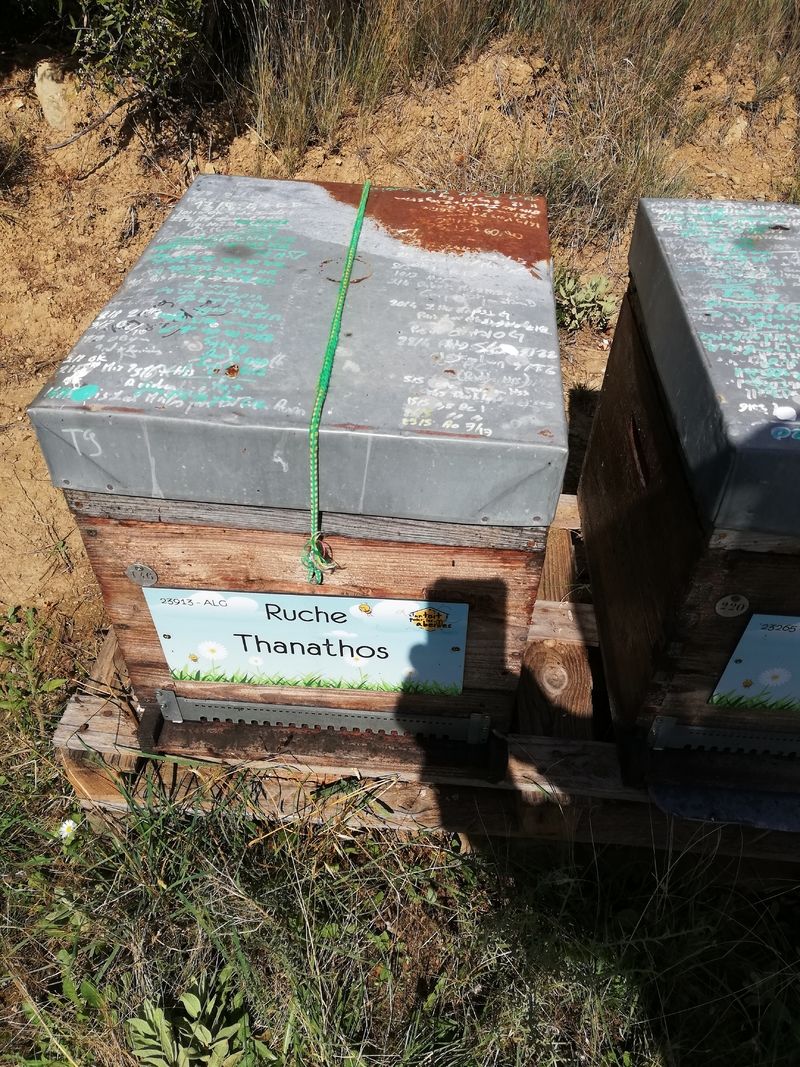La ruche Thanathos
