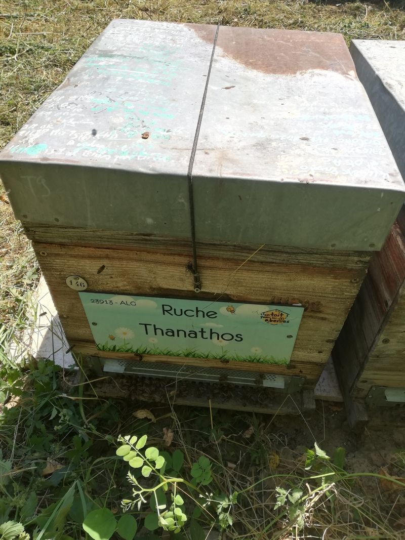 La ruche Thanathos