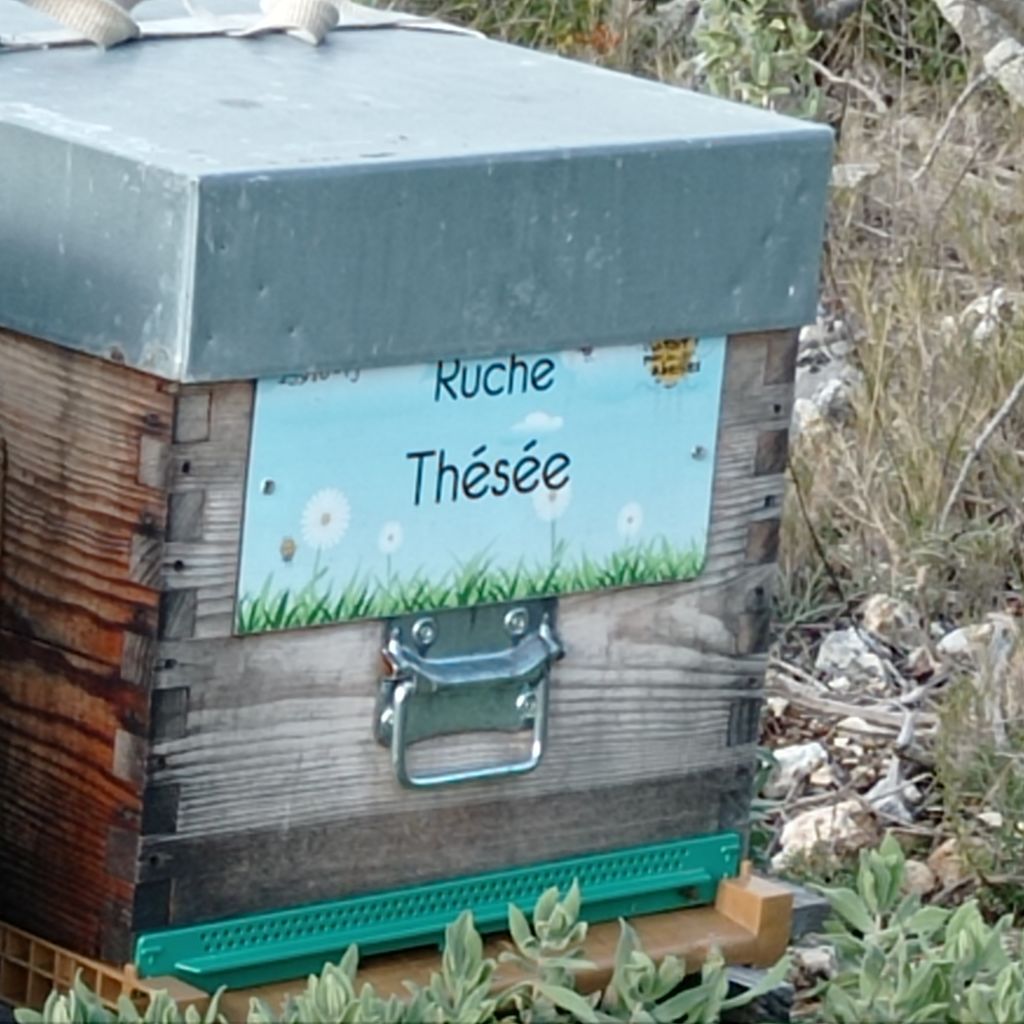 La ruche Thésée