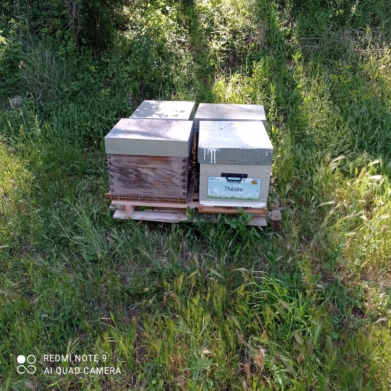 La ruche Thésée