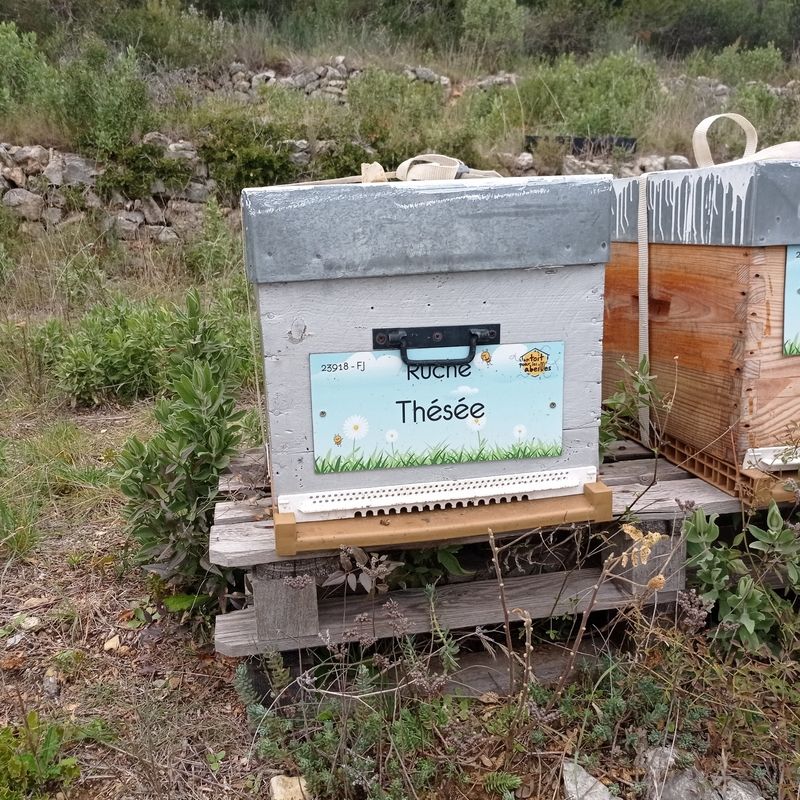 La ruche Thésée