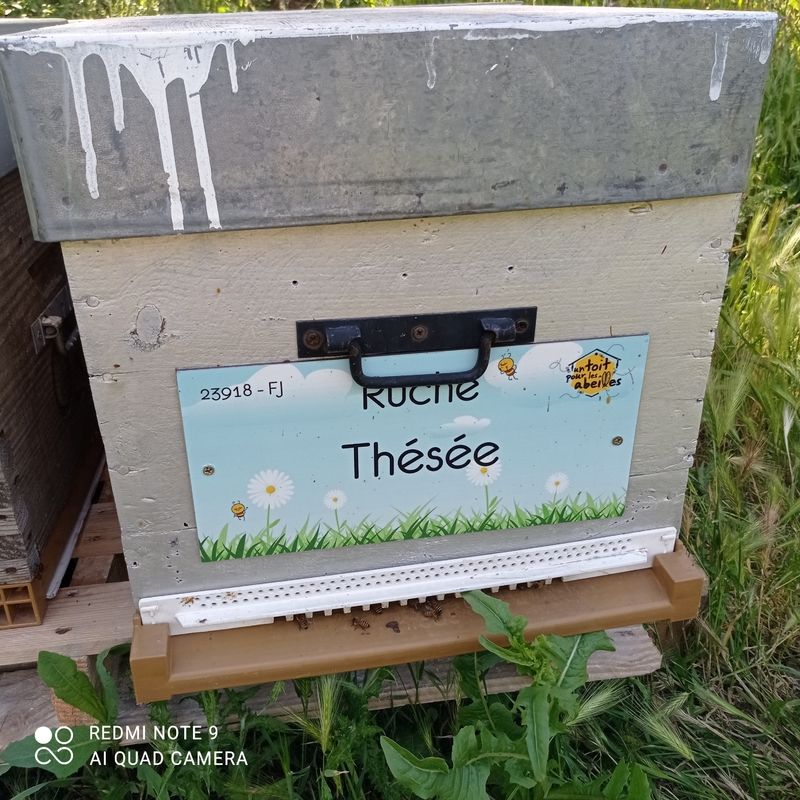 La ruche Thésée