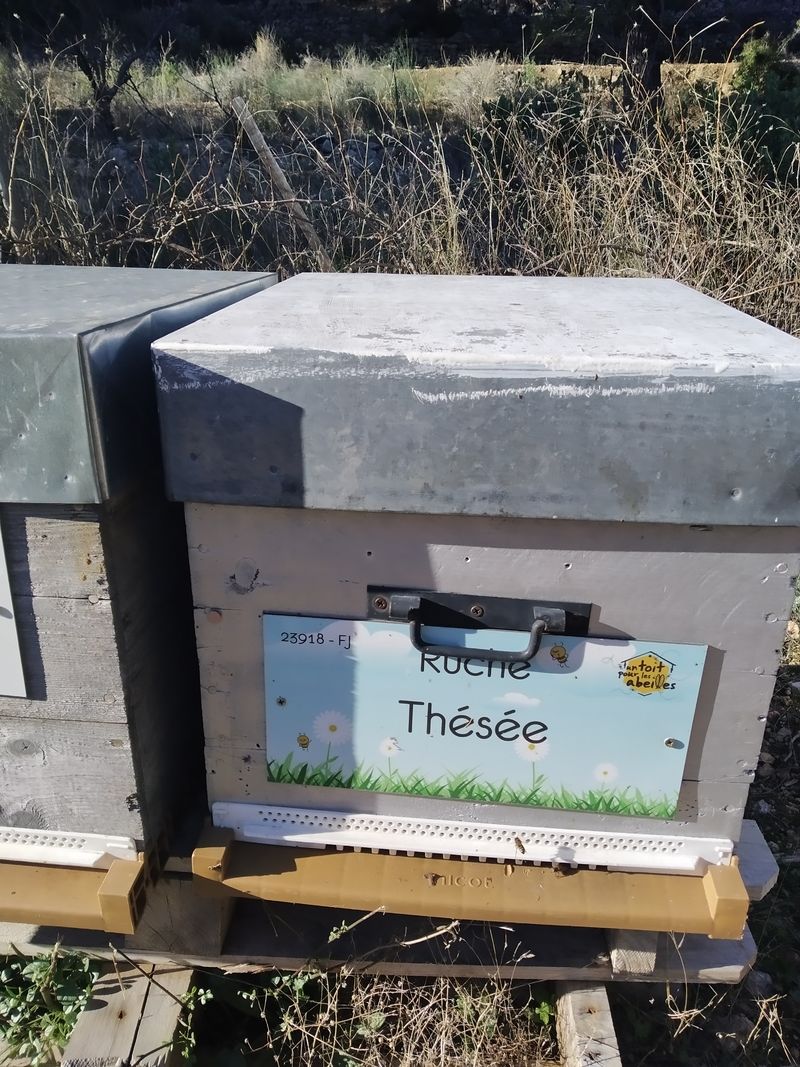 La ruche Thésée