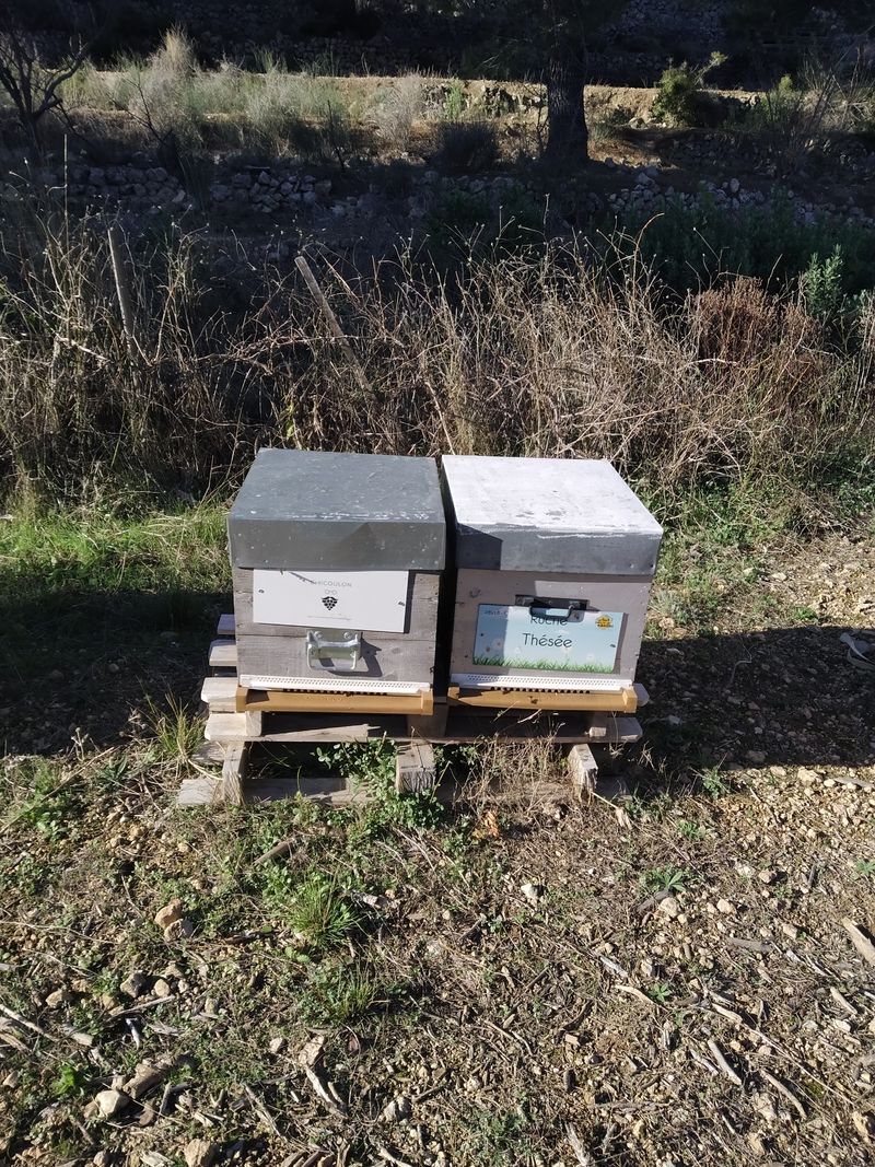 La ruche Thésée