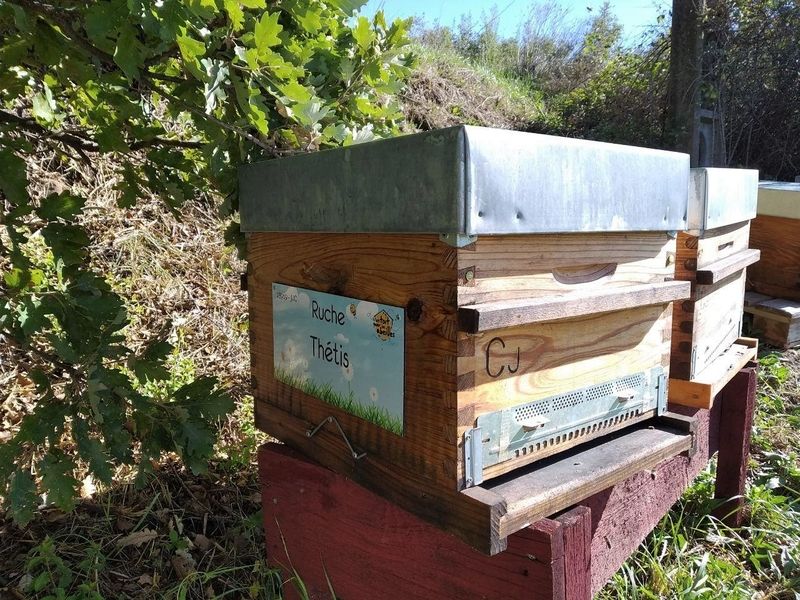 La ruche Thétis