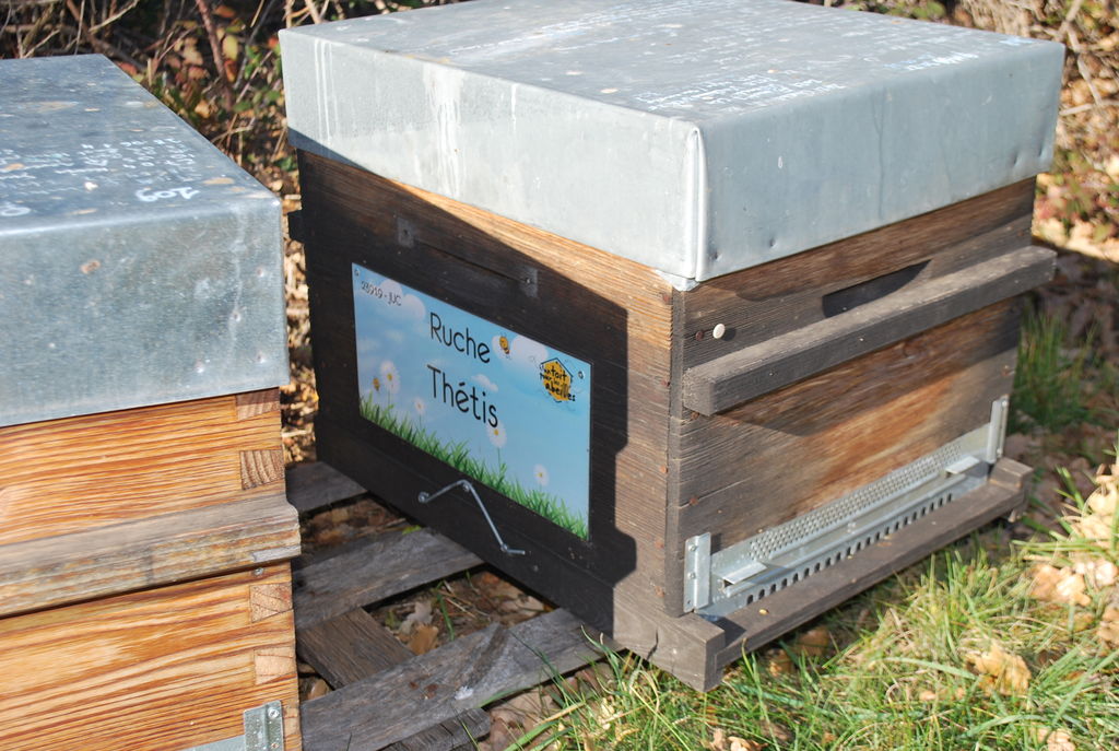 La ruche Thétis