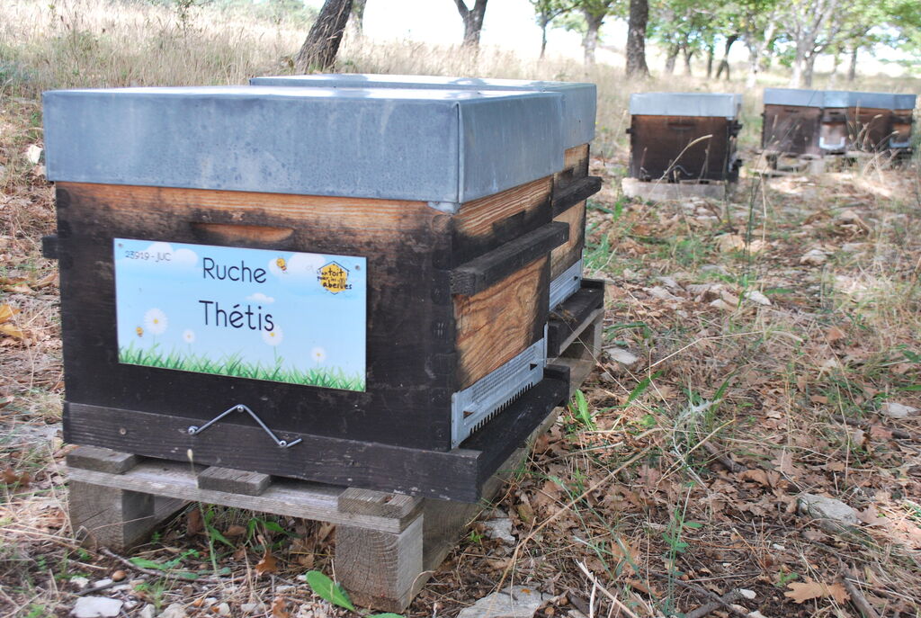 La ruche Thétis