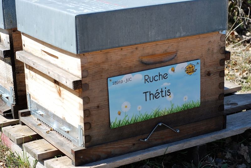 La ruche Thétis