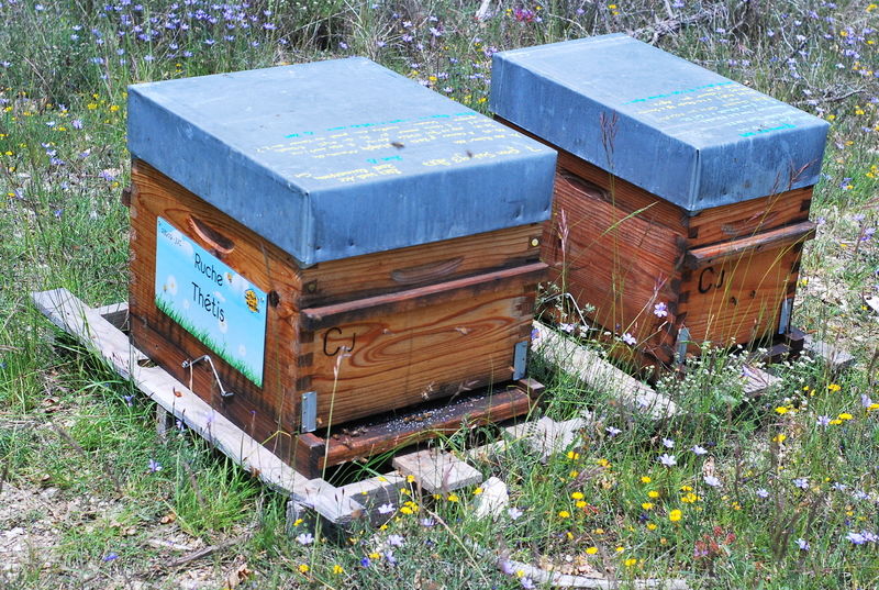 La ruche Thétis