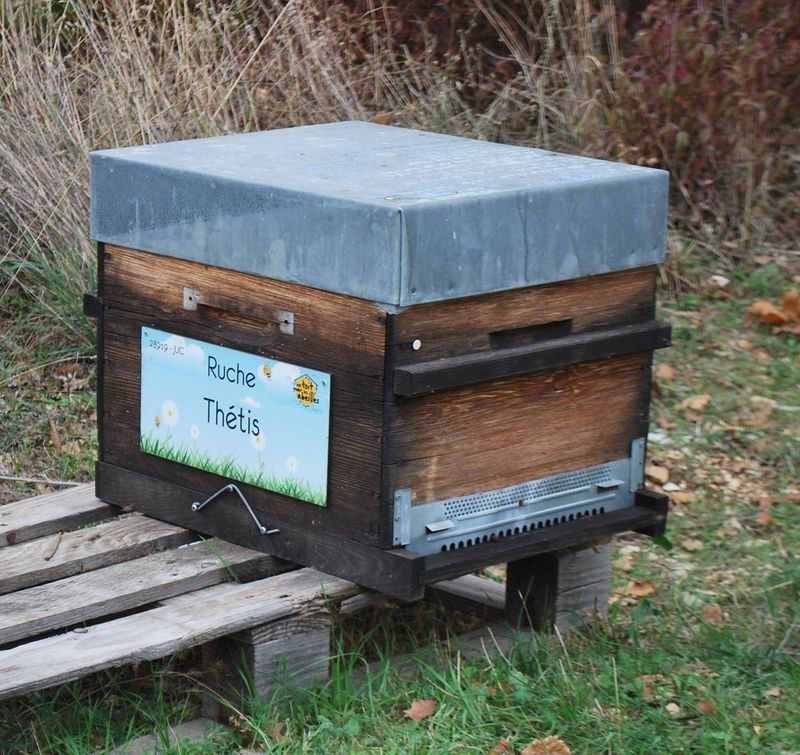 La ruche Thétis
