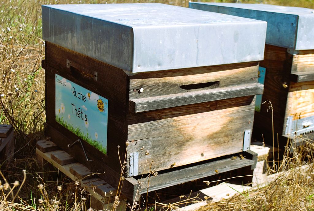 La ruche Thétis
