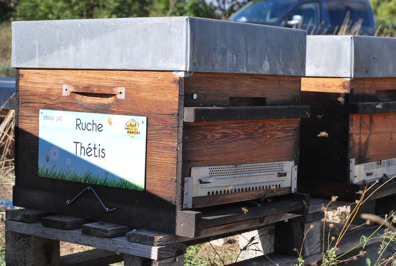 La ruche Thétis