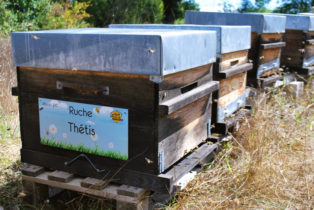 La ruche Thétis