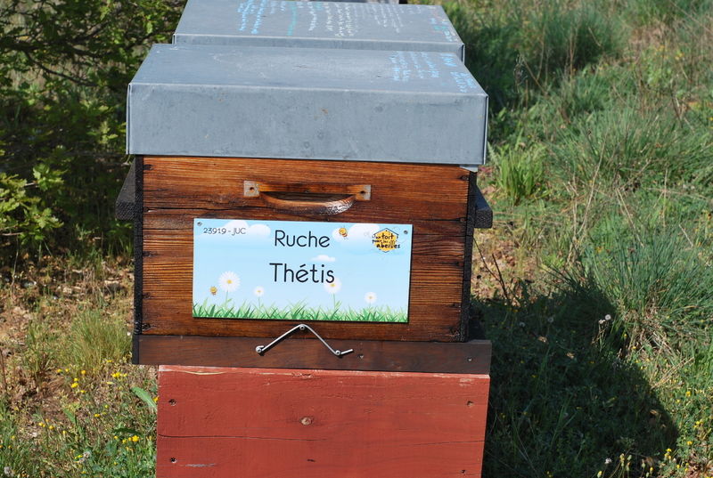 La ruche Thétis