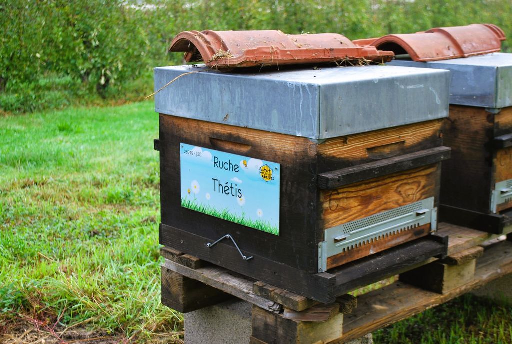 La ruche Thétis