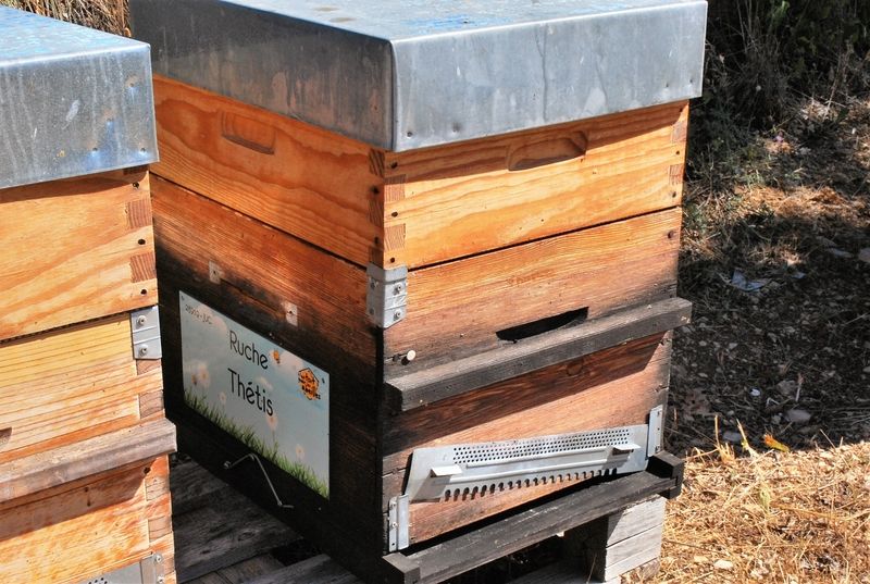 La ruche Thétis