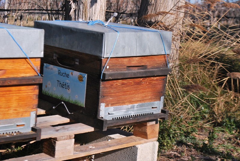 La ruche Thétis