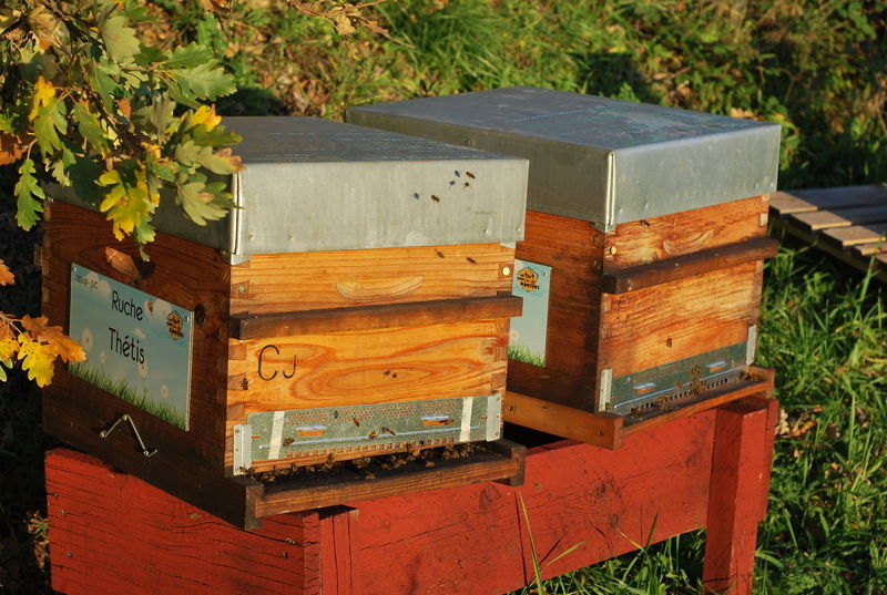 La ruche Thétis