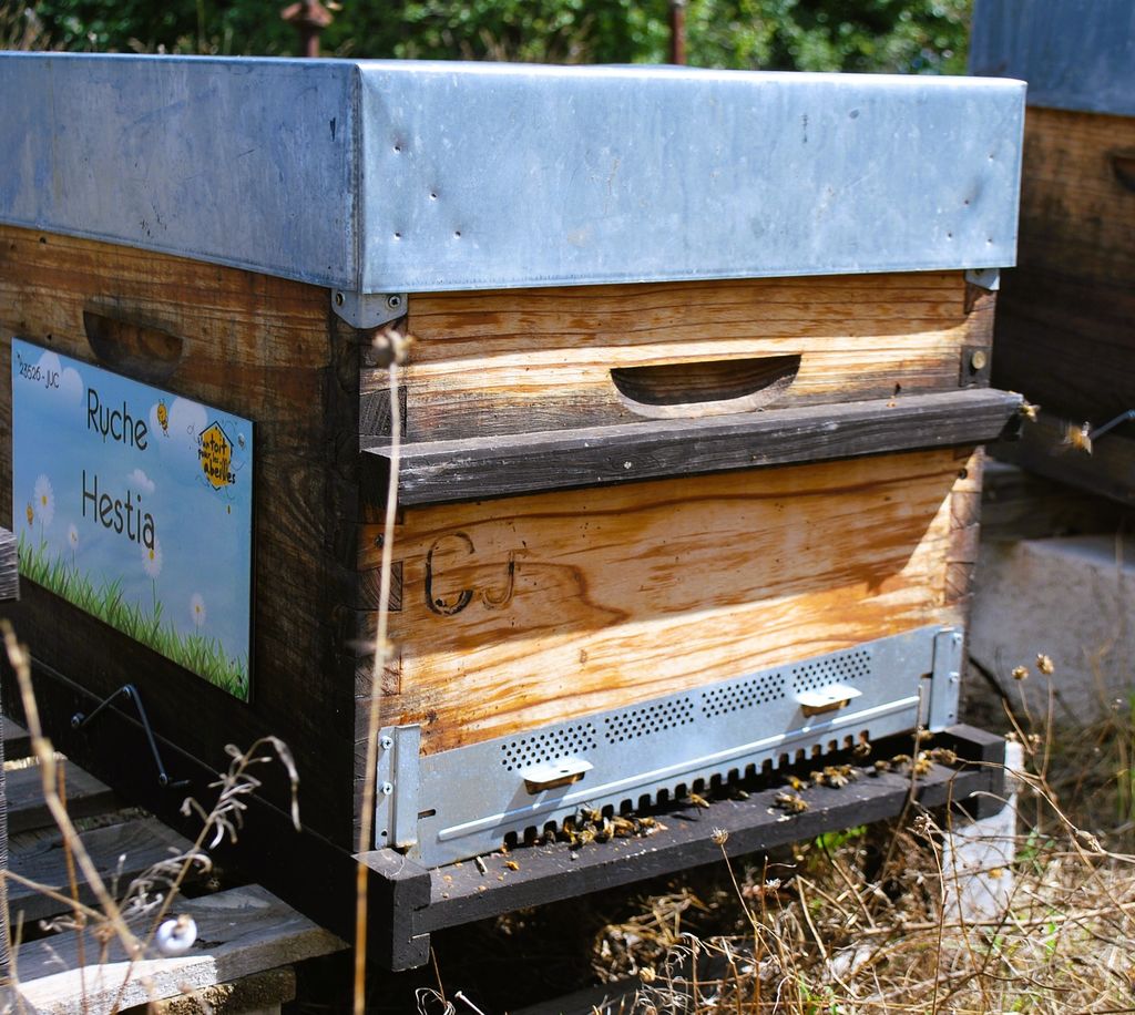 La ruche Thétis