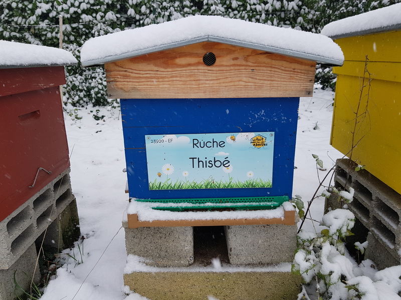 La ruche Thisbé