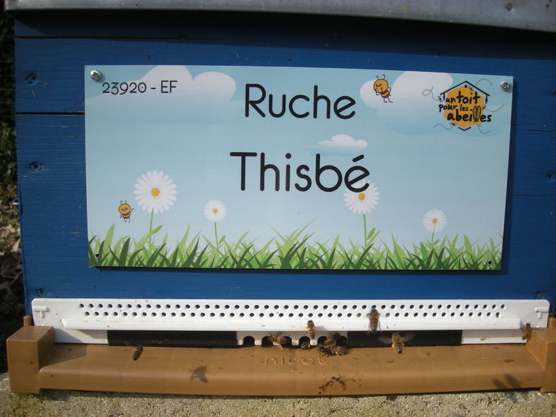 La ruche Thisbé
