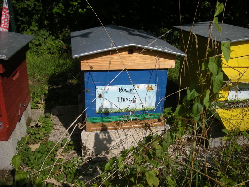 La ruche Thisbé