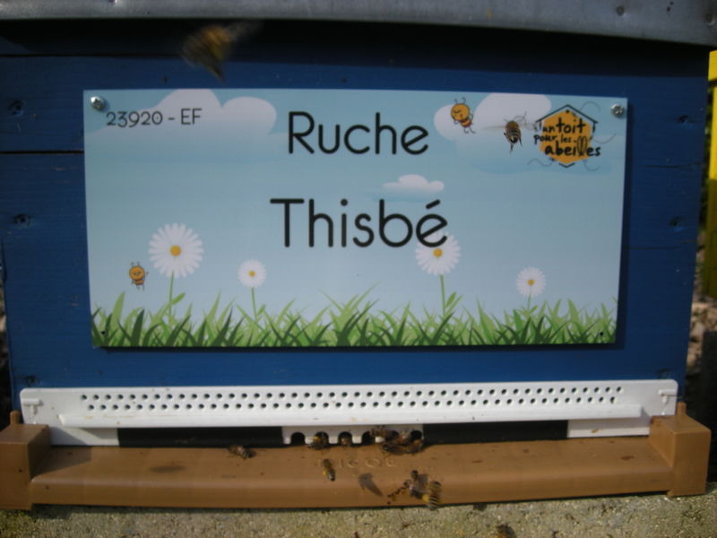 La ruche Thisbé