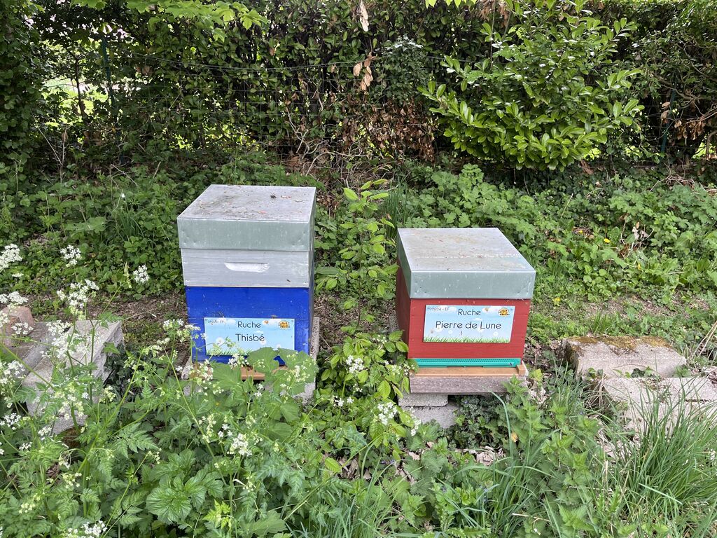 La ruche Thisbé