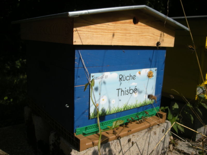 La ruche Thisbé