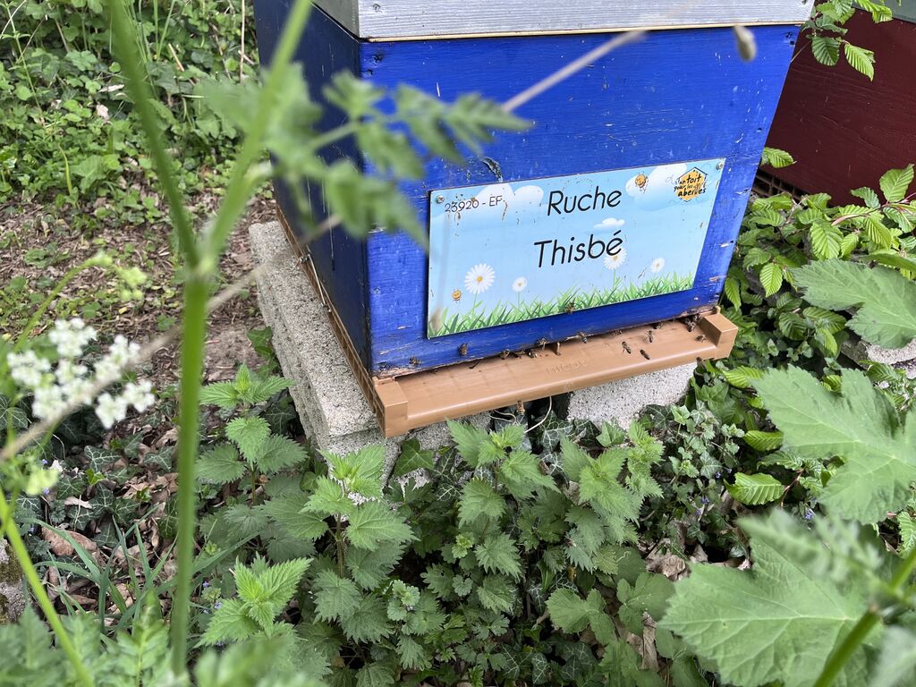La ruche Thisbé
